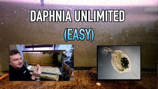 How I Raise Daphnia Water Fleas And You Can Too [upl. by Melloney]