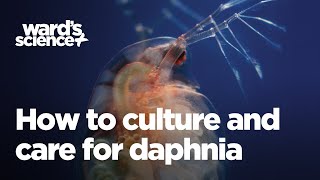 Caring and Culturing for Daphnia [upl. by Laamak]