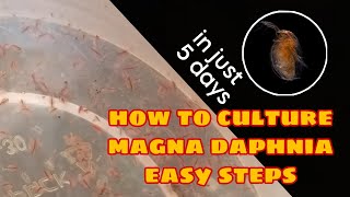 How to Culture Magna Daphnia Easily [upl. by Paddie59]