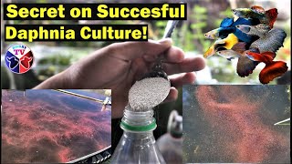 How to Culture Daphnia Successfully [upl. by Dagny]