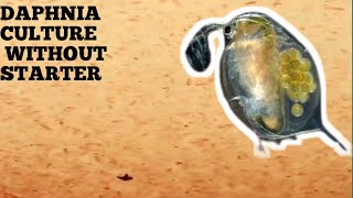 HOW TO CULTURE DAPHNIA NATURALLY WITHOUT A STARTER [upl. by Susanetta591]