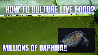 How to Culture Daphnia Secret Method to Breed MILLIONS  Simply Aquatic [upl. by Ladew708]