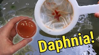 How I Culture Daphnia In Outdoor Tubs [upl. by Russom]