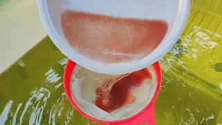 How to culture daphnia  Daphnia culture  How to grow daphnia outdoor [upl. by Assecnirp941]