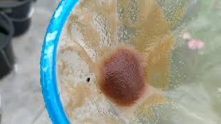 How to culture daphnia moina in a small container Part 1 English Subtitle [upl. by Ecirtaemed]