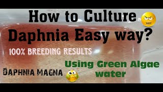 Daphnia MagnaHow to Culture Daphnia Easy wayCulturing Daphnia using Green water Daphnia [upl. by Rosio]