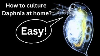 BEST Live Fish Food Beginner guide How to Culture Daphnia at home [upl. by Ylak]