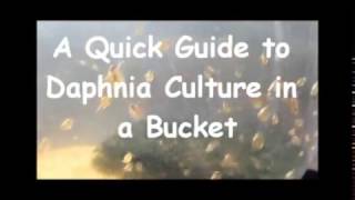 How to culture daphnia outside [upl. by Dnomsaj123]