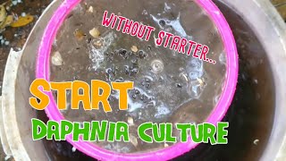 How to culture daphnia moina the easy way 1  Starting the Daphnia culture [upl. by Tirrell]