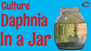 How to Culture Daphnia in a Jar [upl. by Nadda534]