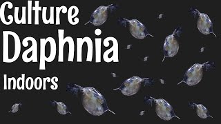 How to Culture Daphnia [upl. by Wernher]