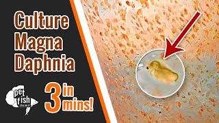 How to culture DAPHNIA MAGNA  The easy way [upl. by Eiclehc]