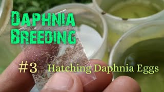 Daphnia Culture made simple and easy 3  Hatching Daphnia eggs [upl. by Cresa7]