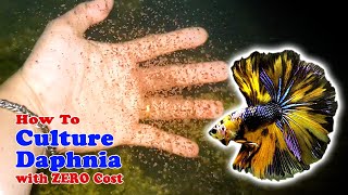 How to Culture Daphnia with ZERO Cost  Unlimited Live Food For Our Fish [upl. by Tessie359]