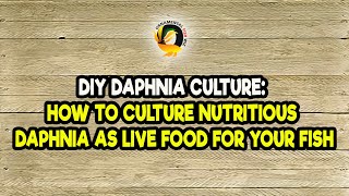 DIY Daphnia Culture How to Culture Nutritious Daphnia as Live Food for Your Fish [upl. by Annaierb328]