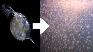 How I Culture Daphnia [upl. by Ardnnek]