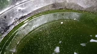 DAPHNIA MOINA CULTURE IN A SMALL BUCKET [upl. by Huxley]