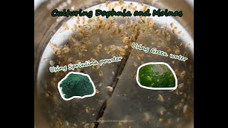 How To Culture Daphnia and Moinas using Green Water Spirulina powder [upl. by Plumbo]