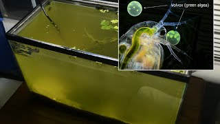 Raising Daphnia for the Freshwater Aquarium [upl. by Molly14]