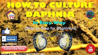 HOW TO CULTURE DAPHNIA In Easy Way [upl. by Phalan]